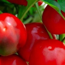 Seeds Red Cherry Sweet Pepper Seeds | NON-GMO | Heirloom | Fresh Garden ... - £5.06 GBP