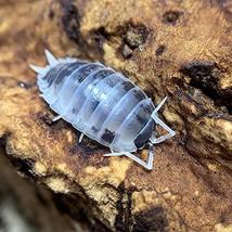 Live Insects Dairy Cow Isopods for Sale Cleanup Crew for Terrarium Repti... - £67.78 GBP