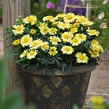 LD 25 Daisy Wheel Lemon Marigold Seeds Fast Growing - $13.48