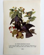 White Crowned Pigeon 1950 Lithograph Print Audubon Bird First Edition DW... - $29.99