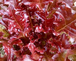 LWK 800 Red Salad Bowl Leaf Lettuce Seeds Easy Grow - $10.24