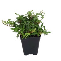 2.5&quot; Pot Feen Finger English Ivy Terrarium/Fairy Garden/House Plant - £37.16 GBP
