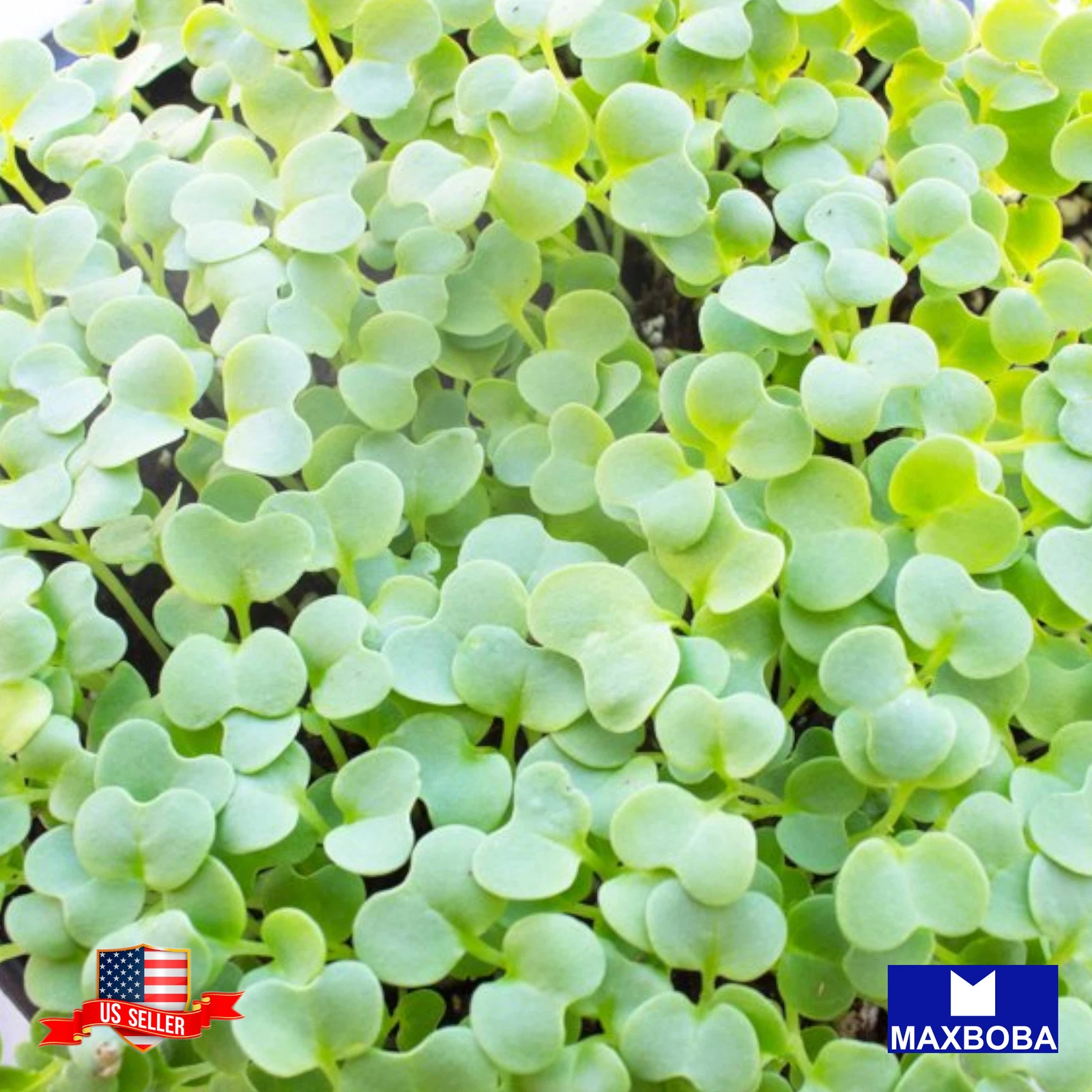 1800 Green Cabbage Seeds Microgreens  Non-GMO Heirloom  BOGO 50% OFF - $5.22