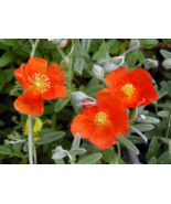1 Pc Quart Pot Helianthemum Flowers, Henfield Brilliant Sun Rose Live Pl... - £52.56 GBP