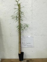 BALD CYPRESS TREE quart pot Taxodiun distichun image 2