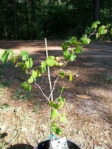 Black Primo Muscadine Grape 1 Gal. Vine Plants Plant Grapes Vineyards Wine - $48.45