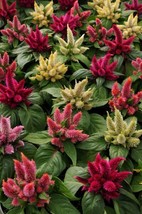 25 Pelleted Seeds Kosmo Mixture Celosia Seeds New For 2021 - £26.36 GBP