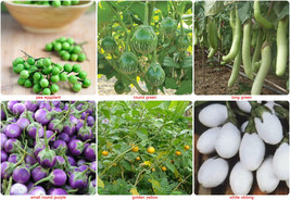 Thai eggplant seeds/aubergine seed-SOLANUM MELONGENA Pea,Round Green,Lon... - £1.88 GBP