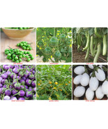 Thai eggplant seeds/aubergine seed-SOLANUM MELONGENA Pea,Round Green,Lon... - £1.84 GBP