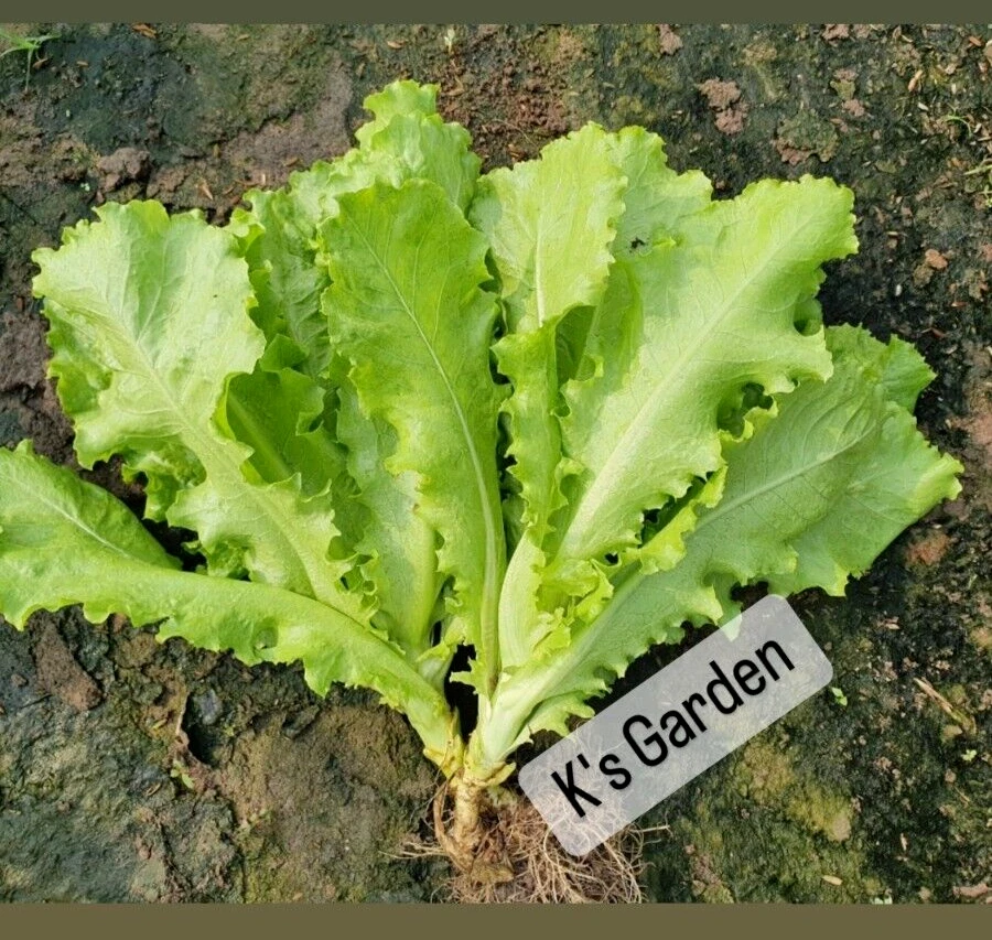 1000+PCS  VIETNAMESE GREEN LETTUCE SEEDS, X LCH XO?N GIN |98% GERMINATION| - $11.02