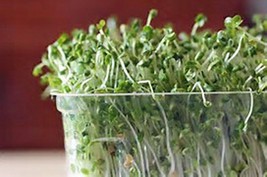 Broccoli Seeds For Sprouting Sprouts Microgreens, Organic, Non-GMO (4oz ) - £6.30 GBP