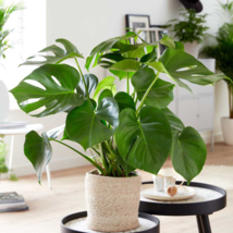 Mix Philodendron Bonsai, Vine Leaf, Indoor Plants - 100 Seeds - $6.88