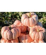 15 seeds, Porcelain Doll Pumpkin - $8.00