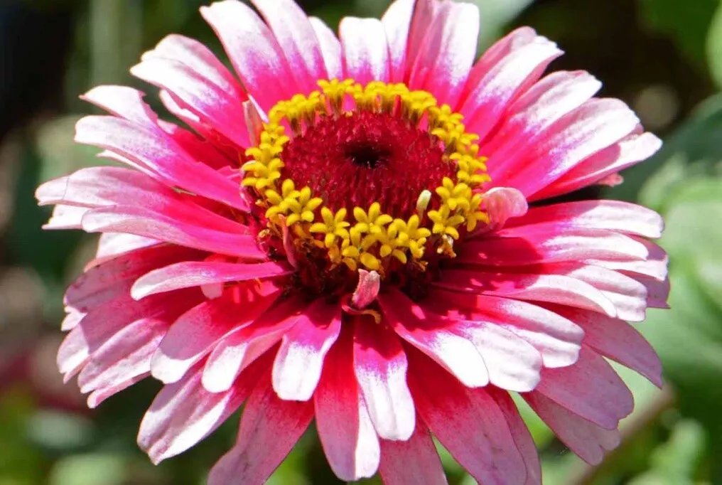 51 Seeds zinnia, ICE QUEEN red white large annual  - £7.94 GBP