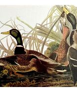 Mallard Duck Bird 1950 Lithograph Art Print Audubon Nature First Edition... - $29.99