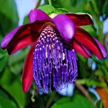 5 Giant Granadilla Seeds Passiflora Quadrangularis Passionfruit Flower P... - $15.90