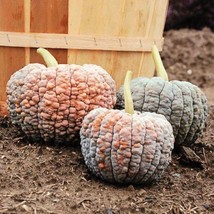 Grow In US 10 Heirloom Black Futsu squash seeds Fall Unique Specialty Japanese - £10.95 GBP