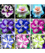 100 Seeds African Violet Seeds Bonsai Flower Seeds Flowers Violet Seeds ... - $9.86
