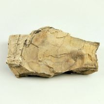 Petrified Wood South Dakota  13.7 oz. 6” x 5" x .75" Wooden Rock Stone image 6