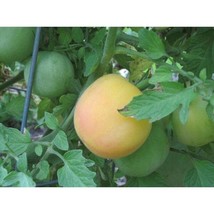 Garden Peach Tomato Seeds Fresh Seeds USA - $12.80