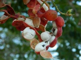 25 Seeds White Guamuchil, Pithecellobium dulce Tree Madras Thorn Manila ... - £31.90 GBP