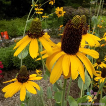 200+ Great Coneflower Rudbeckia Seeds - £6.81 GBP