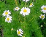 1500 German Chamomile Seeds Non Gmo Heirloom Germination Rate 53% Fast S... - $8.99