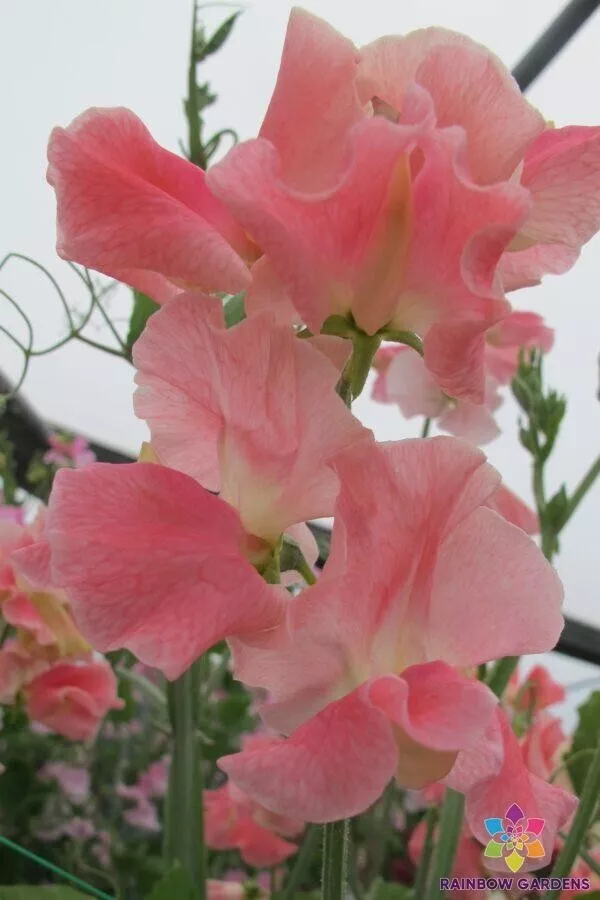 Semilir 50 Anne Barron Sweet Pea For Garden Planting Seeds Vegetable Sup... - $11.56