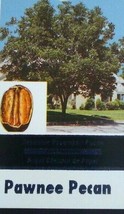 Pawnee Pecan Tree Shade Trees Live Healthy Plant Large Pecans Nuts Wood Garden - £95.30 GBP