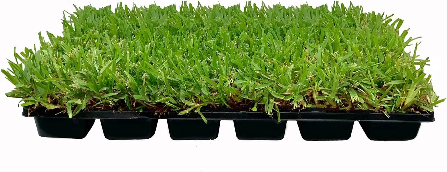 St. Augustine Palmetto Live Large Grass Plugs Drought Shade Sod Turfgrass - £21.37 GBP