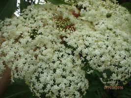 sent in box One live rooted plant of Elderberry &quot;Sampo&quot; Gardening - £64.84 GBP