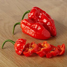 25 Seeds Komodo Dragon Pepper Vegetables Garden - $9.79