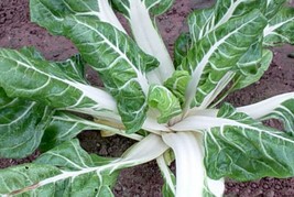 Swiss Chard Large White Ribbed Seeds 100 Ct Heirloom  From US - £5.69 GBP