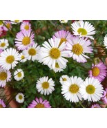 50 Erigeron karvinskianus Profusion Seeds Perennials - €20,76 EUR