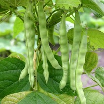Organic White Navy Bean Seeds - Bulk Options 30/120/600, Grow Your Own Nutritiou - £1.20 GBP
