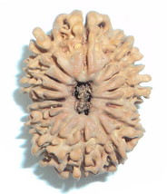 15 Mukhi Rudraksha / Fifteen Face Rudraksha - Nepal - £428.24 GBP