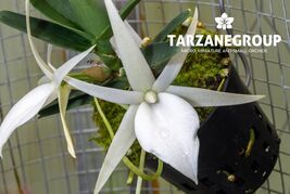ANGRAECUM RUTENBERGIANUM SMALL ORCHID POTTED - $28.05
