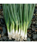 LD 200 Evergreen Bunching Onion Seeds Heirloomseedguy 2025 Non-Gmo Fast ... - $11.24 CAD