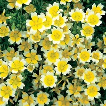 Meadow Foam Poached Egg Flower Seeds New Fresh Seeds USA - $7.90