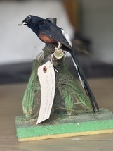 White Rumped Shama Bird Taxidermy Mount Beautiful Colors - £307.04 GBP