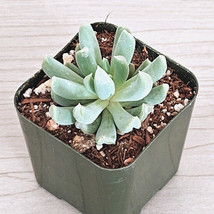 Succulent Plant - Echeveria Runyonii : Topsy Turvy - Live Plant In 2&quot; Pot - $124.22 MXN