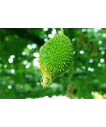 50 seeds Momordica dioica Spine Gourd bristly balsam pear,prickly carola... - £6.26 GBP