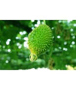 50 seeds Momordica dioica Spine Gourd bristly balsam pear,prickly carolaho seeds - $7.99