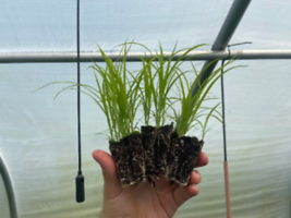 Free Shipping 1 Starter Plant Plug Carex Vulpinoidea Live Plant - £19.37 GBP