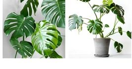 10 Swiss Cheese Plant (Monstera deliciosa) Seeds - £28.76 GBP