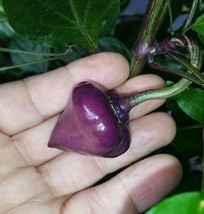 Purple Ufo chili - 10+ seeds - Ch 155 - £3.29 GBP