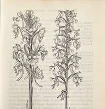 1905 Ragged Orchid Flower Print Pen &amp; Ink Lithograph Antique Art 6.75 x 3.75&quot; - £13.74 GBP