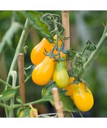 Organic Green Pear Tomato Seeds (5 Pack) - Sustainable Home Garden, Grow... - £5.58 GBP