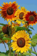 Fresh 50 Evening Sunset Blend Sunflower Seeds For Planting Ship From Usa - $21.98