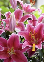 Lilium Orientalis Sorbonne Pink Oriental Lily (2) 14/16cm Flower Plant Bulbs - £36.76 GBP